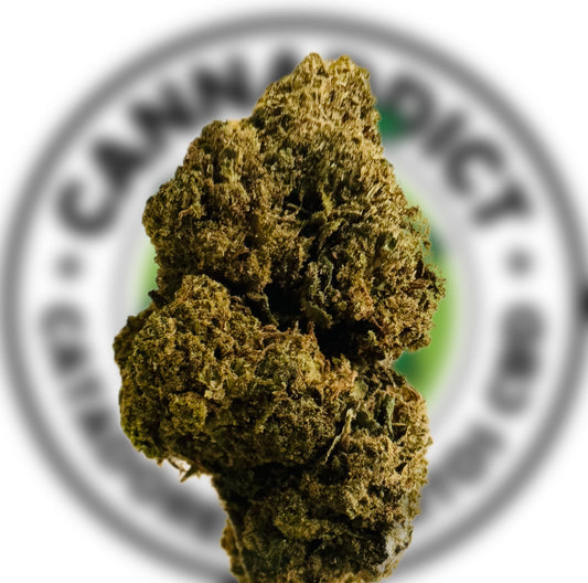 Castañeira Sativa (Hasta 3,00€/g)